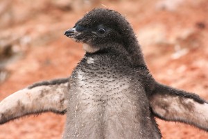 een jong komt kijken